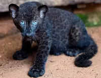 Zoo Melaka wants to know: Wakanda name best fits our new black panther cub?
