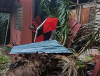 Boy, 17, hurt after oil palm tree falls into house near KLIA