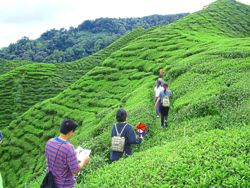 Unleashing the potential of Cameron Highlands