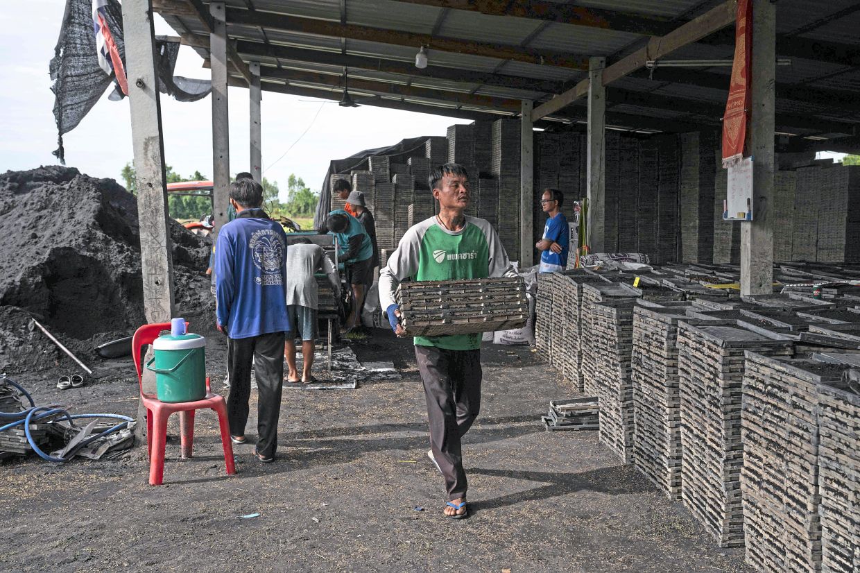 On the job: Refugees who recently acquired Thai ID cards granting them permission to work, preparing seedling trays for rice alongside Thai labourers at a rice farm in Nakhon Sawan province. — AFP