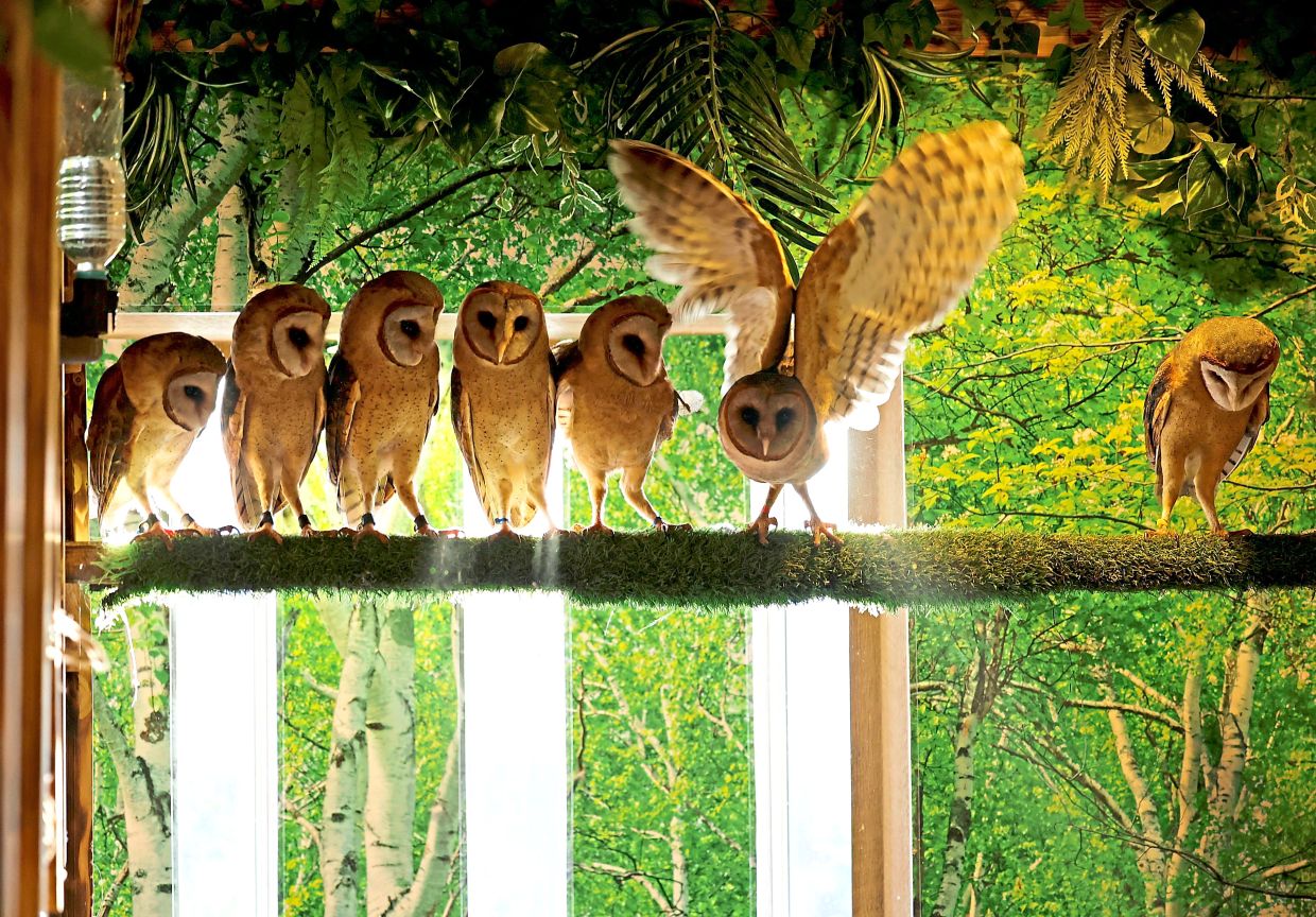 Free to fly: Owls sitting untethered on a perch at Owl Otter Cafe in Kamakura, Kanagawa prefecture. — Reuters