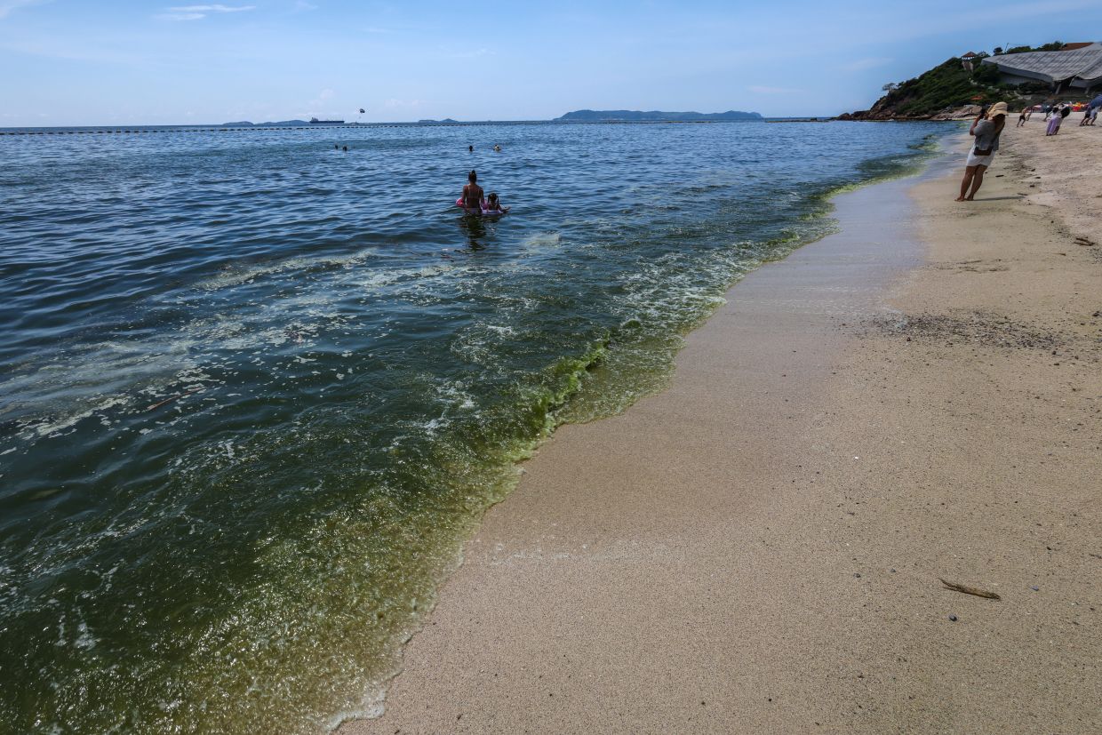 Tourists swimming in green seawater associated with a plankton bloom, in Koh Lan, Pattaya, Thailand on Oct 1, 2026. - Reuters
