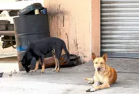 Working together to execute change in animal welfare