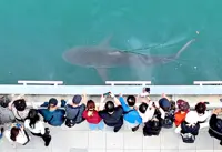 Wayward shark puts spotlight on Busan