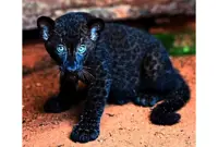 Public invited to name black panther cub