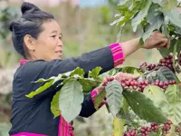 Laos moves to expand social protection, labour rights for farmers