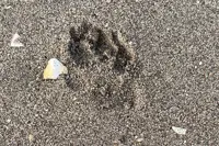 Perhilitan monitoring Ulu Kinta area after tiger tracks found
