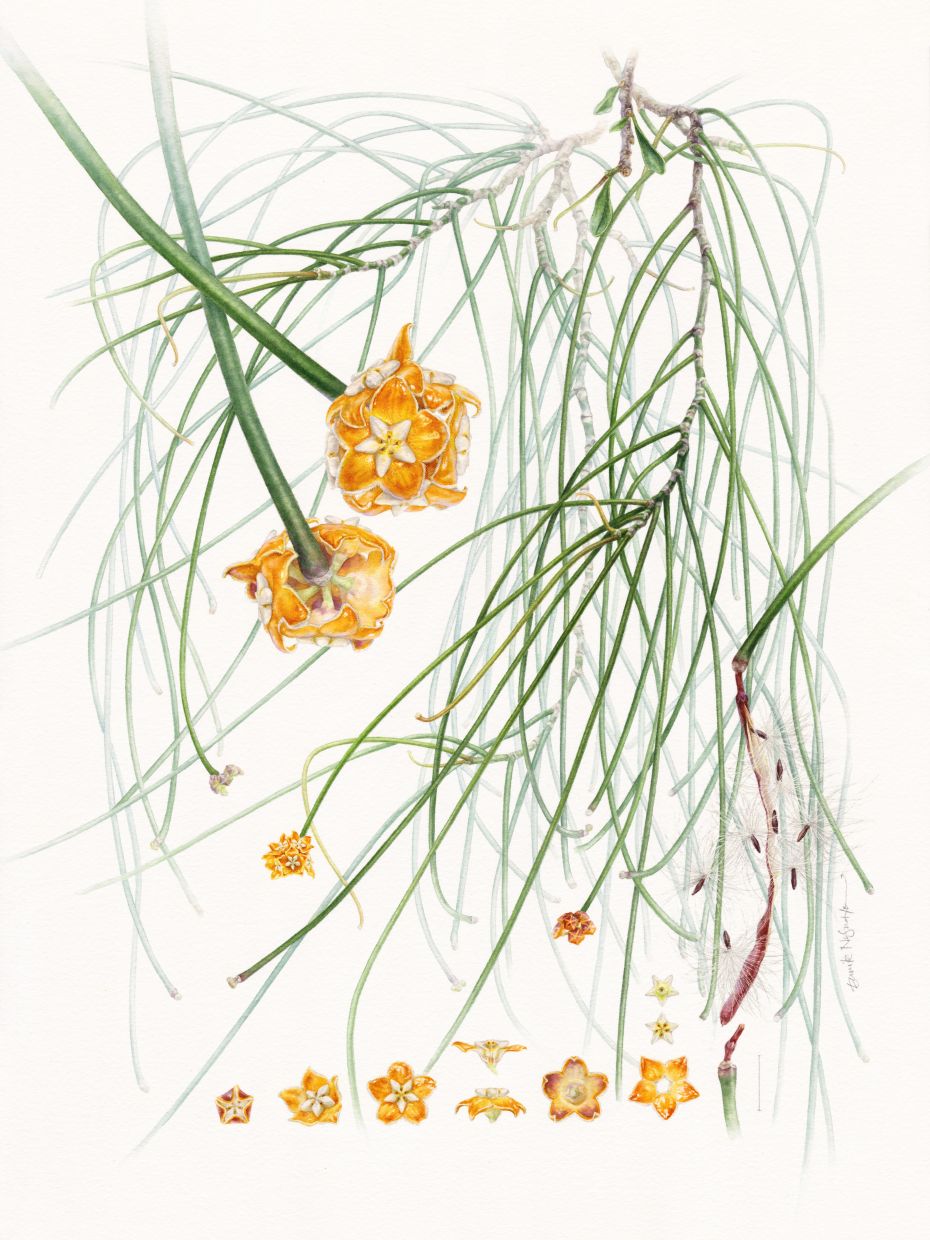 A closer look at 'Hoya spartioides' by Indonesian botanical artist Eunike Nugroho, co-founder of the Indonesian Society of Botanical Artists. Photo: Eunike Nugroho