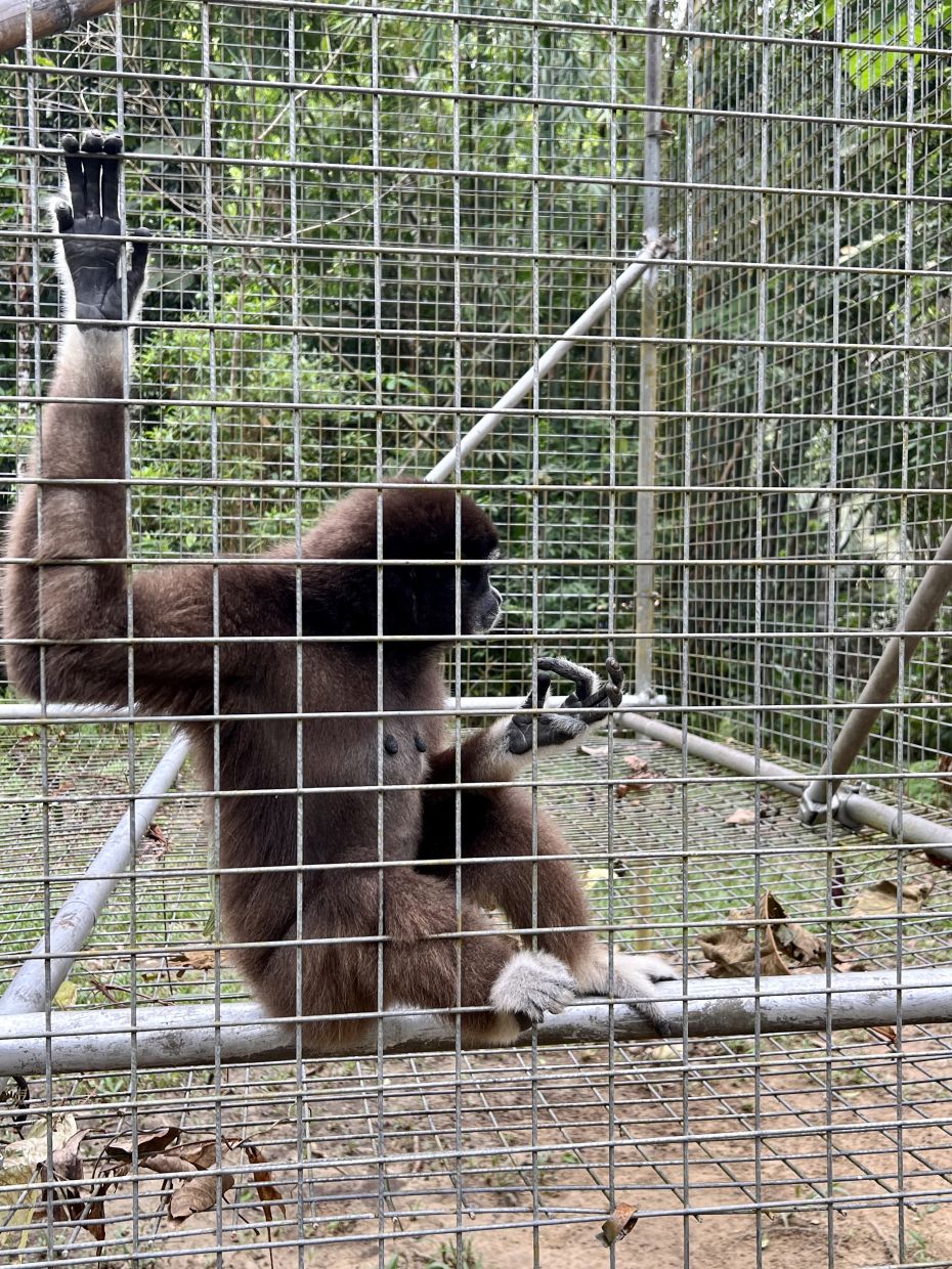 Mariani Ramli runs the Gibbon Rehabilitation Project (Grep), a sanctuary in the jungle of Raub, Pahang that rescues and rehabilitates gibbons from poachers and pet owners.She also founded the Gibbon Conservation Society, focusing on gibbon sanctuary and raising awareness of the wildlife trade and the need to stop having gibbons as pets. —ONG SOON HIN/The StarReporter: Allison Lai
