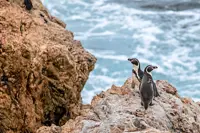 Peru’s penguins face El Nino test