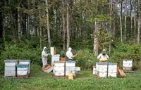 Canada’s honey belt dealt a stinging blow