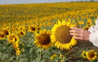 Russia steps up sunflower oil exports to China