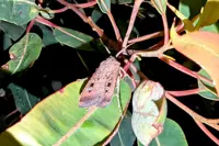 Return of swarming moth spectacle has Australia in a flutter