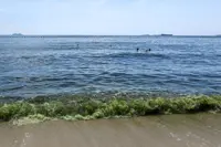 Plankton bloom turns Thai island waters a bright, smelly green