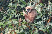 Malaysian project gives gibbons a voice, opening students' eyes to their plight