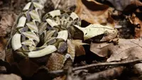 AI image of deadly snake sent Santa Ana into panic. It's a new hoax headache for US police