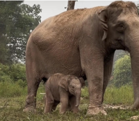 Tesso Nilo national park in Riau welcomes new baby elephant