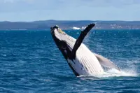 South Atlantic whale sanctuary bid blocked again at IWC meeting