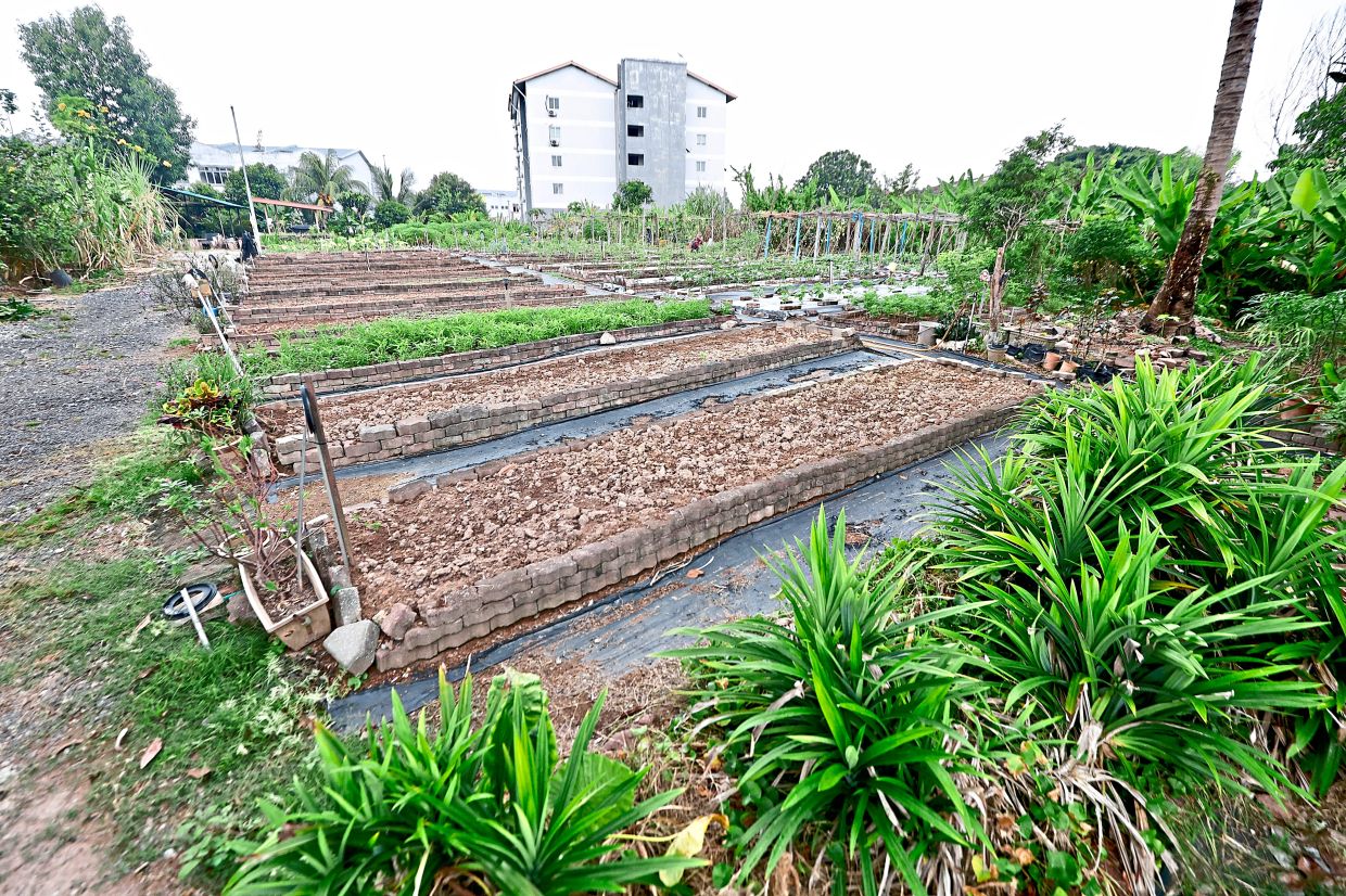 A cleared patch at the Jalan Tuntung Community Garden is being prepared for the next round of planting.