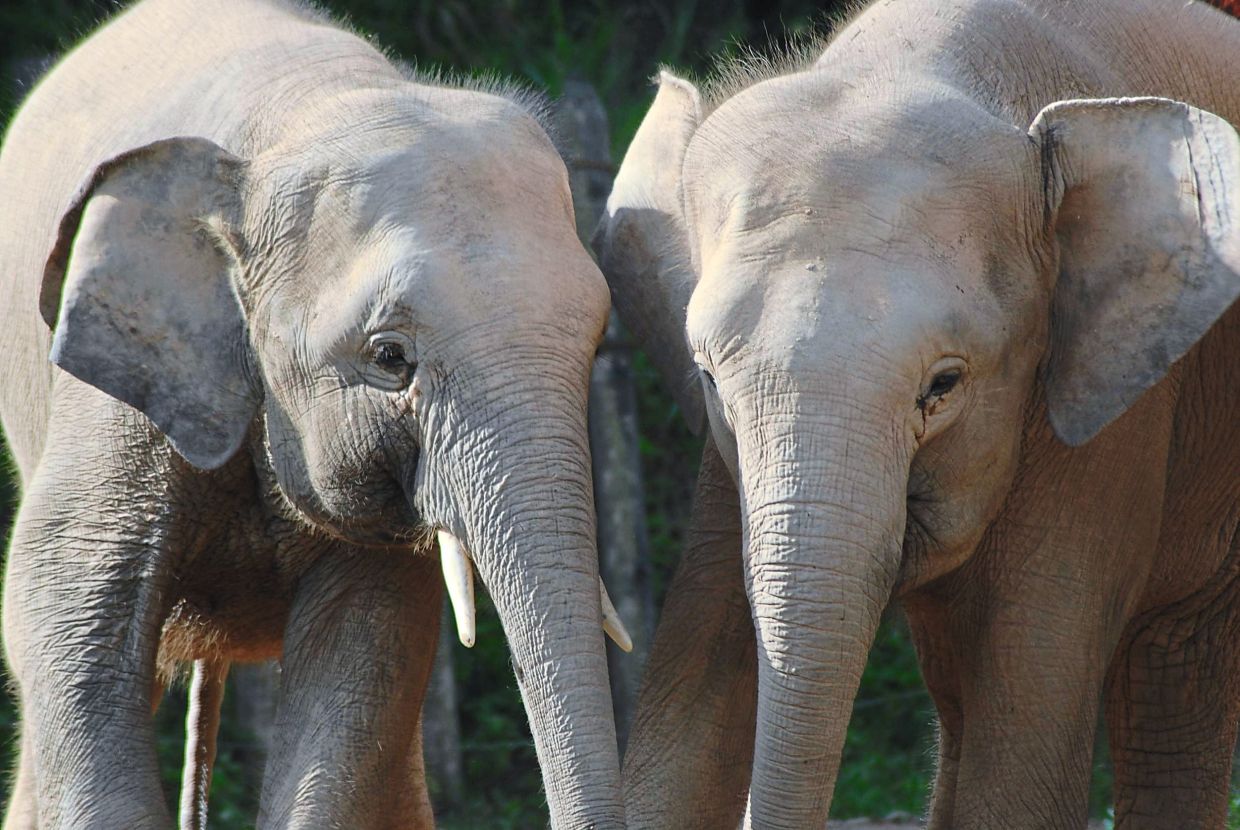Carcass of Bornean Elephant with missing tusks found in Kinabatangan River