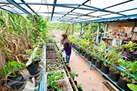 Urban plot offers fresh harvest at frozen prices