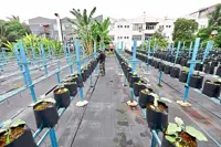 MBSA finalising guidelines for community gardens