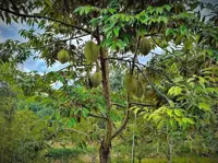 China's durian trial crop eyes market entry amid strong consumer appetite