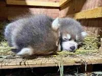 Zoo in Japan’s Fukui Prefecture welcomes newborn twin red pandas