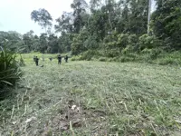 Grass planting project launched in Kinabatangan to deter Pygmy Elephants from plantations