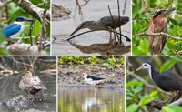 Wildlife survey in Philippines’ Bohol records 55 species