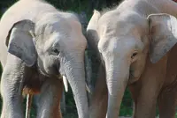 Carcass of Bornean Elephant with missing tusks found in Kinabatangan River