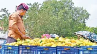Bangladesh’s mango season is stretching into the off-season