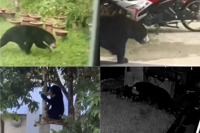 QuickCheck: Have sun bears been spotted in Gerik residential areas?