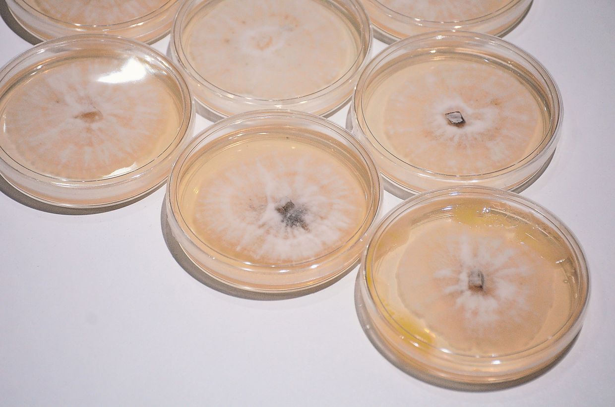 An exhibit titled 'White Fuzzy Colonies 1', a collection of mycelium growing inside petri dishes. Photo: Jeremy Tan 