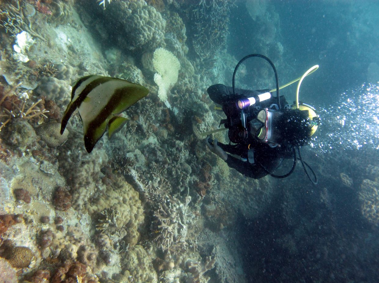 Tioman diving deaths: Association seeks firm action if safety breaches ...