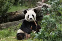 Panda diplomacy: All the countries currently hosting China’s beloved ambassadors