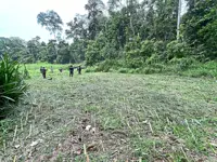 Greener pastures ahead for pygmy elephants