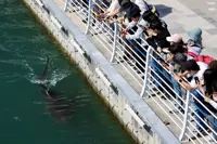 Shark returns to Busan waterway after second rescue bid fails