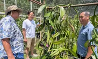 Kiulu set for second phase of vanilla vine distribution