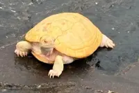 Five albino red-eared slider terrapins rescued from Singapore's West Coast Park