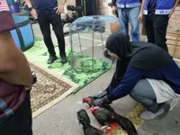 Cockfighting gambling syndicate busted with 41 nabbed in Batu Gajah