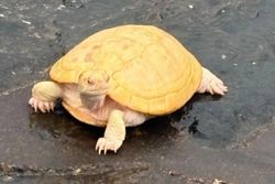 Five albino red-eared slider terrapins rescued from Singapore's West Coast Park
