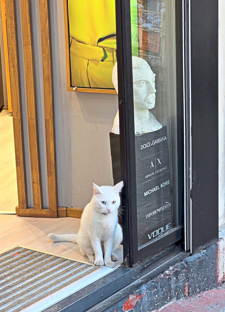 A cat guarding one of the shops at Kadikoy in Istanbul. — MELODY L. GOH/The Star