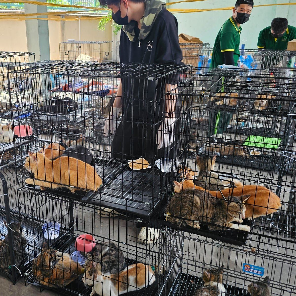 FILE photo. In June 2026, police discovered 45 cages containing about 400 live cats, and 21 other cats at a separate location. About 80 cats were found dead.-Photo: Phuong Pham/Humane World for Animals Viet Nam/AP