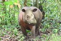 Hope for endangered Sumatran rhinos’ future