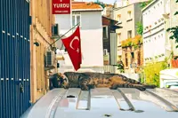 Istanbul and other friendly 'cat cities' you can visit around the world