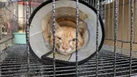 Vietnam busts cat-stealing ring that took 2,700 pets for food
