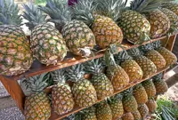 Fermented foods for our gut health
