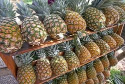Fermented foods for our gut health