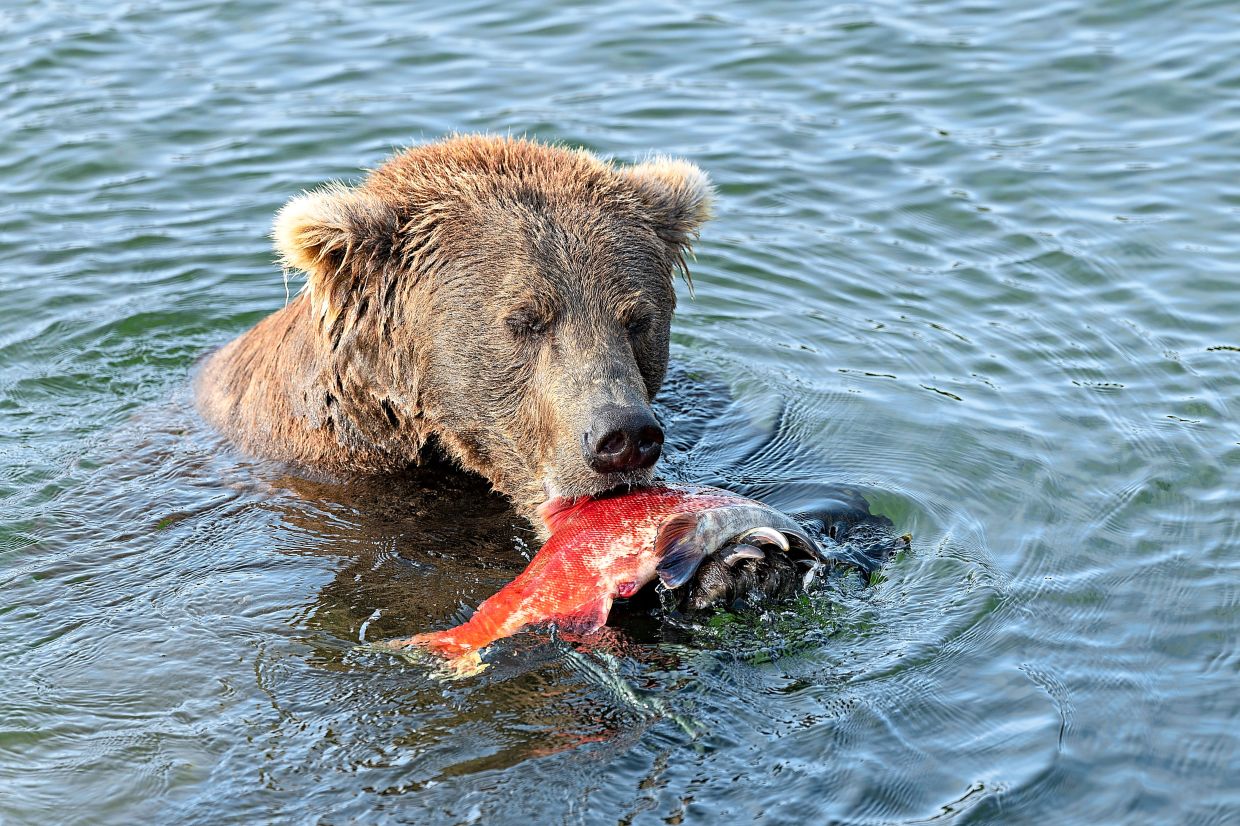 3. A brown bear tucks into a salmon in Alaska’s Katmai National Park and Preserve. Now in its 12th year, Fat Bear Week celebrates the resilience of some 2,200 brown bears living on the Alaska Peninsula. — Katmai Conservancy via AP